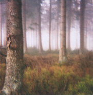 LANDSCAPE - Landscape