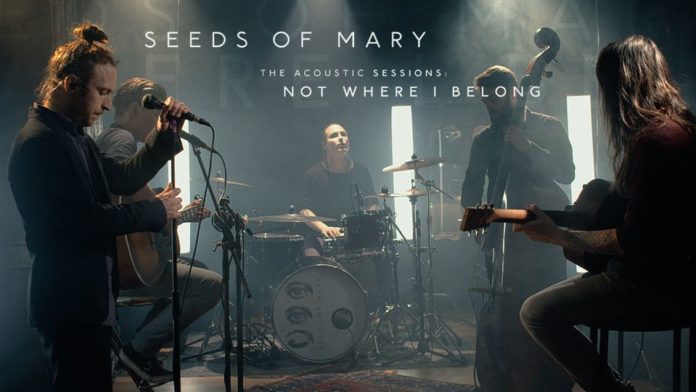 seeds of maey session acoustique