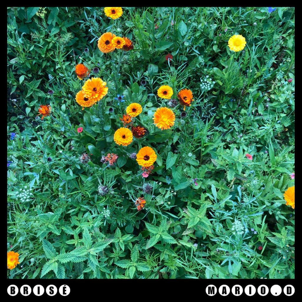 Mario.D « BRISÉ » (Tête Froide Records, 9 janvier 2026)